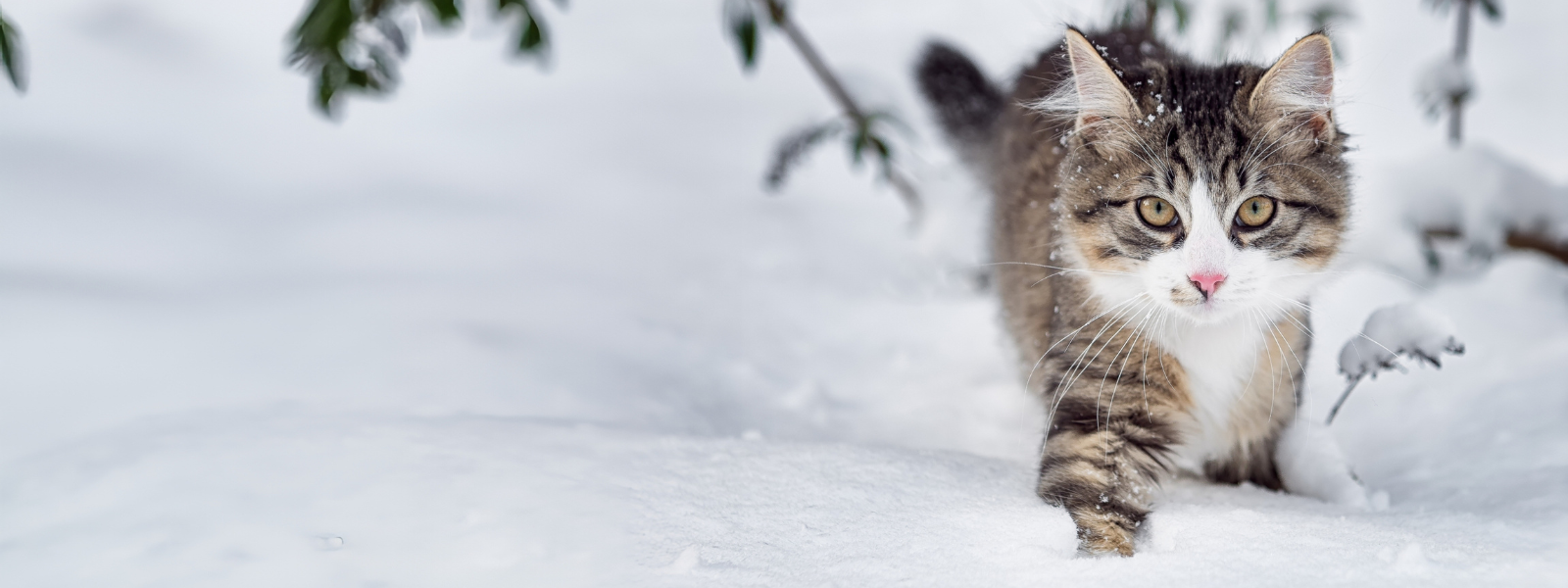 Katze stapft durch den Schnee