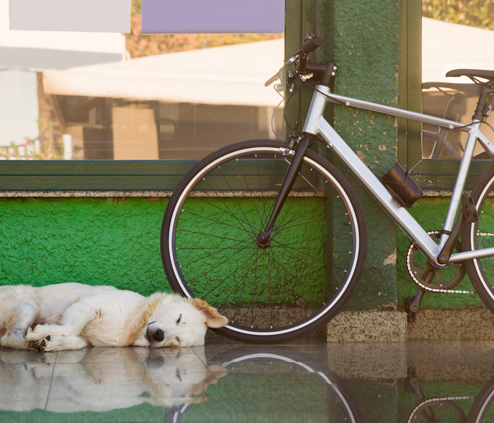 Hund liegt draußen auf dem Boden und hinter ihm lehnt ein Fahrrad an der Wand