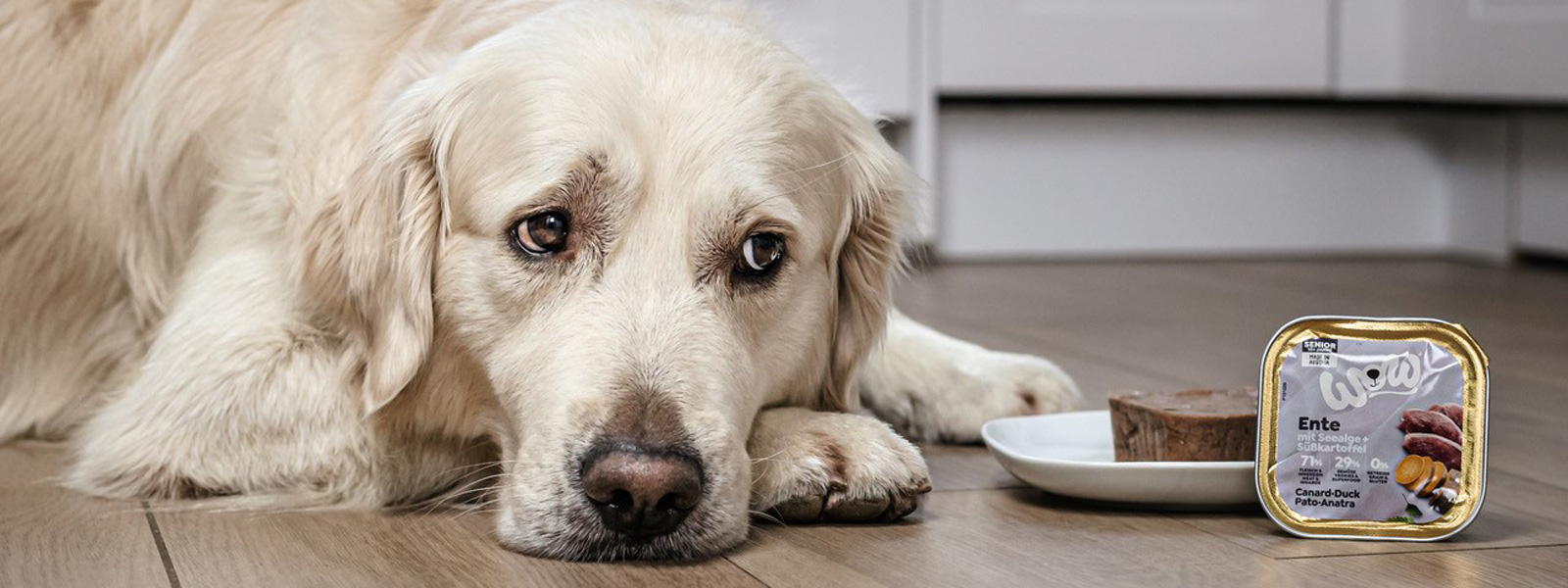 Hund der neben seinem Teller mit WOW Futter liegt und zu diesem rüber schaut