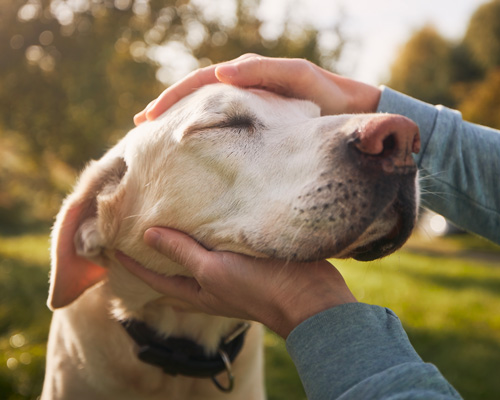 Ein Hund der seinen Kopf zwischen zwei Händen von einem Menschen liegen hat und die berührung genießt