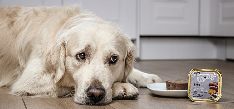 Hund der neben seinem Teller mit WOW Futter liegt und zu diesem rüber schaut