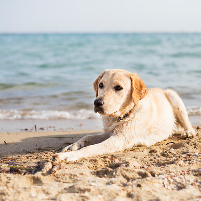 Senior Hund der vor einen Bergkulisse steht und neben dem Produkte stehen