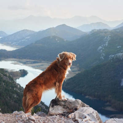 Ein Hund der seinen Kopf zwischen zwei Händen von einem Menschen liegen hat und die berührung genießt