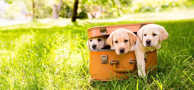 3 kleine Labradorwelpen die in einem Brauen Koffer sitzen der in einer grünen Wiese steht