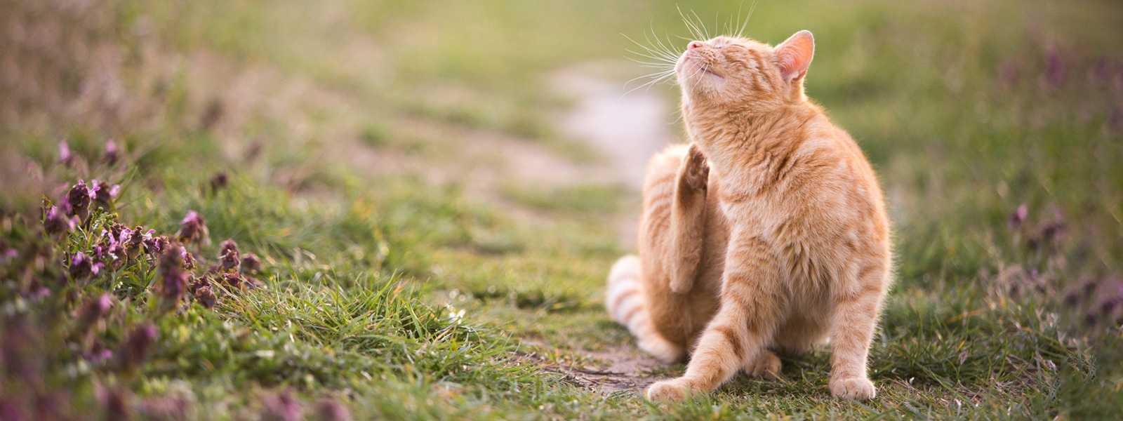 Katze sitzt in der Wiese auf einem kleinen Pfad und kratzt sich hinter dem Ohr