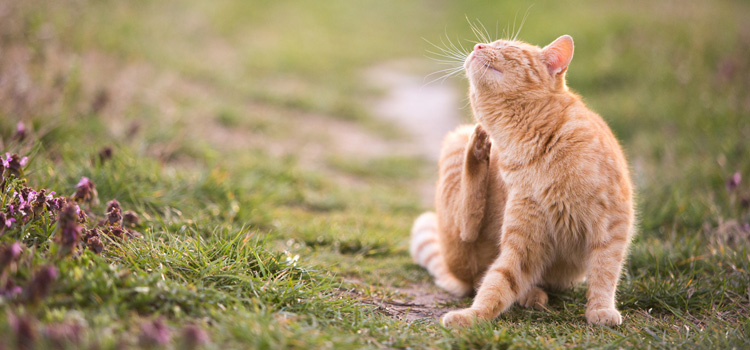 Katze sitzt in der Wiese auf einem kleinen Pfad und kratzt sich hinter dem Ohr