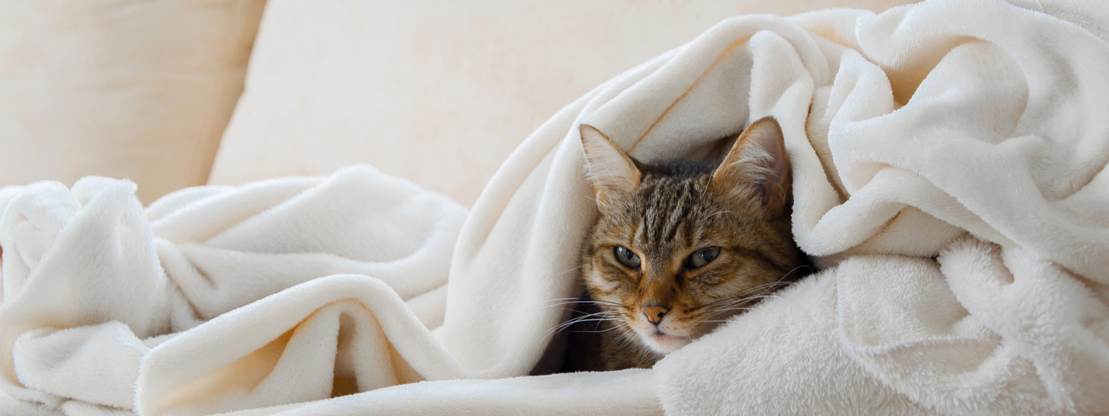 Katze liegt auf einem Sofa und ist in eine Decke eingekuschelt