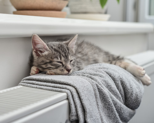 Kitten liegt auf einer Decke auf einem Heizkörper