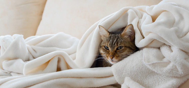 Katze liegt auf einem Sofa und ist in eine Decke eingekuschelt