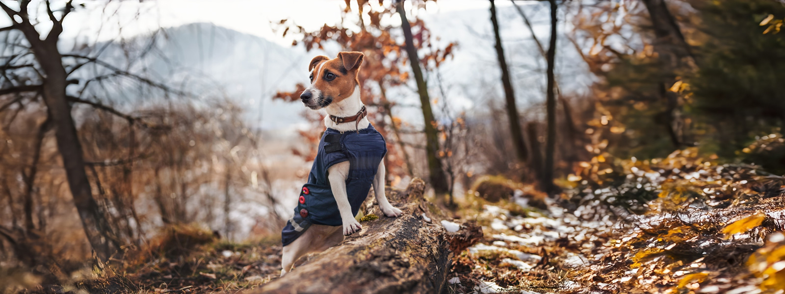 Hund der auf einem Stein in einem Wald steht