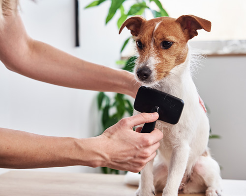 Hund liegt draußen auf dem Boden und hinter ihm lehnt ein Fahrrad an der Wand