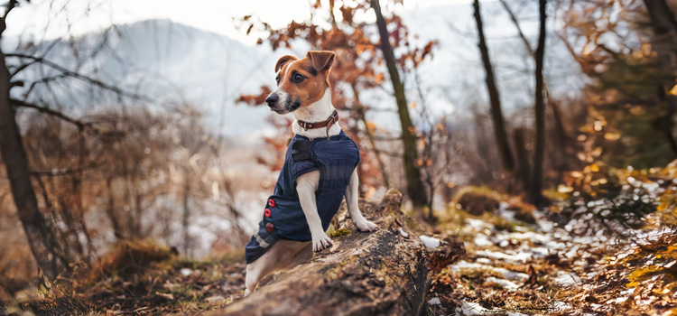 Hund der auf einem Stein in einem Wald steht