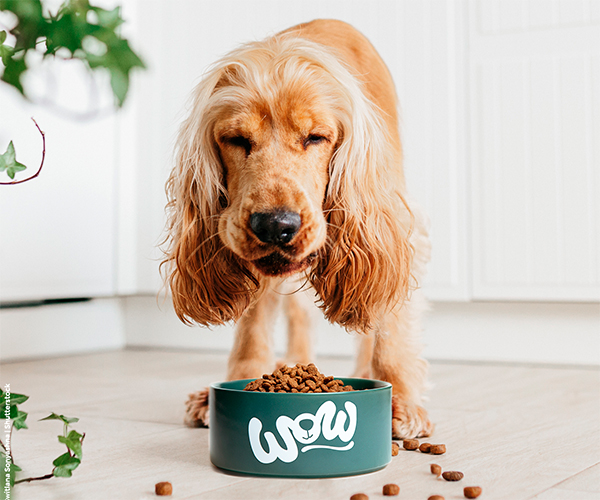 Hund frisst Trockenfutter von einer WOW DOG Schüssel