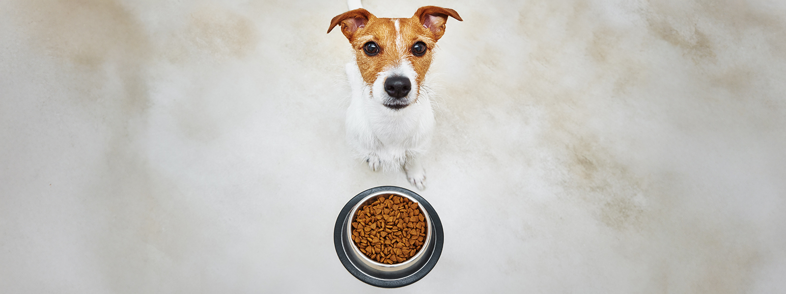 Hund vor einer vollen Schüssel mit Trockenfutter