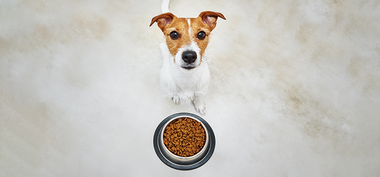 Hund vor einer vollen Schüssel mit Trockenfutter