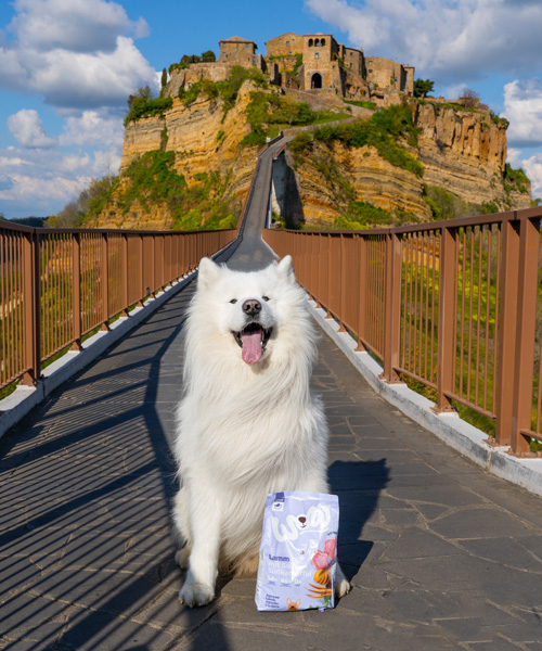 Hund mit WOW DOG Trockenfutter auf einer Mauer