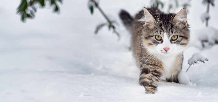 Katze stapft durch den Schnee