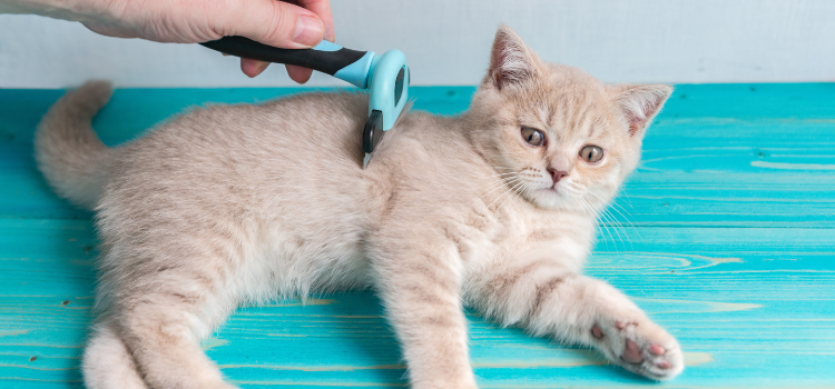 Katze frisst aus Futternapf