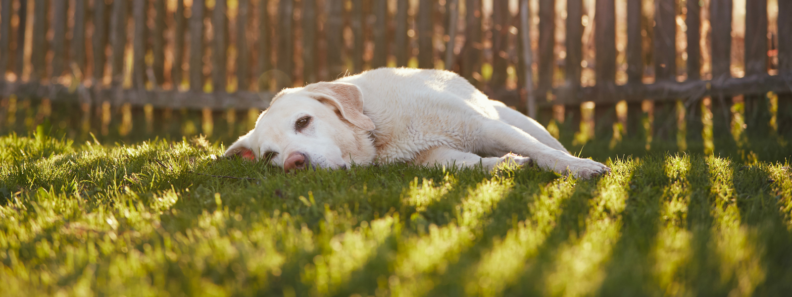 Hund liegt im Gras