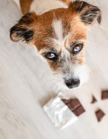 Hund sieht nach oben Richtung Kamera, unter ihm liegt Schokolade