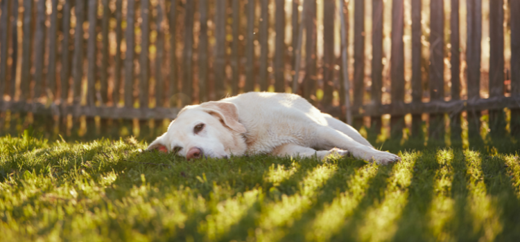 Hund liegt im Gras