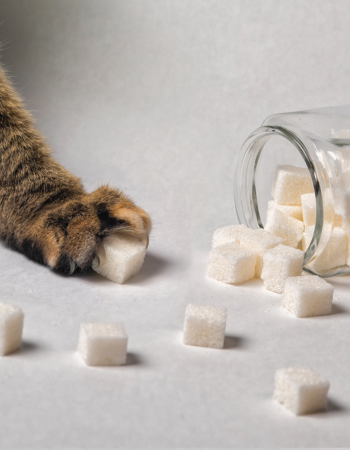 Katzenpfote auf Zuckerwürfel