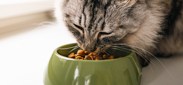 Katze frisst aus Futternapf