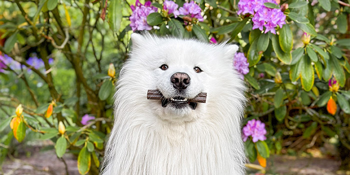 Ein Hund der einen Dentals Stick in seinem Maul zwischen den Zähnen hält