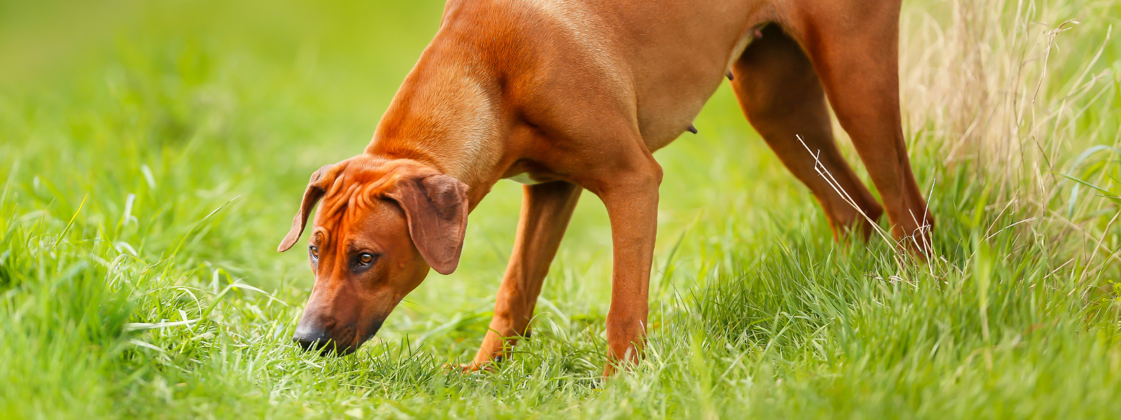 Hund schnüffelt an Wiese