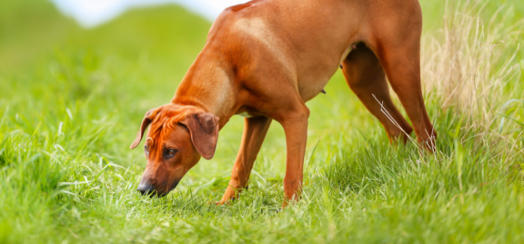 Hund schnüffelt an Wiese