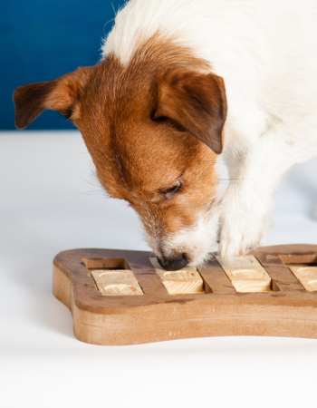 Hund spielt Kognitionspiel