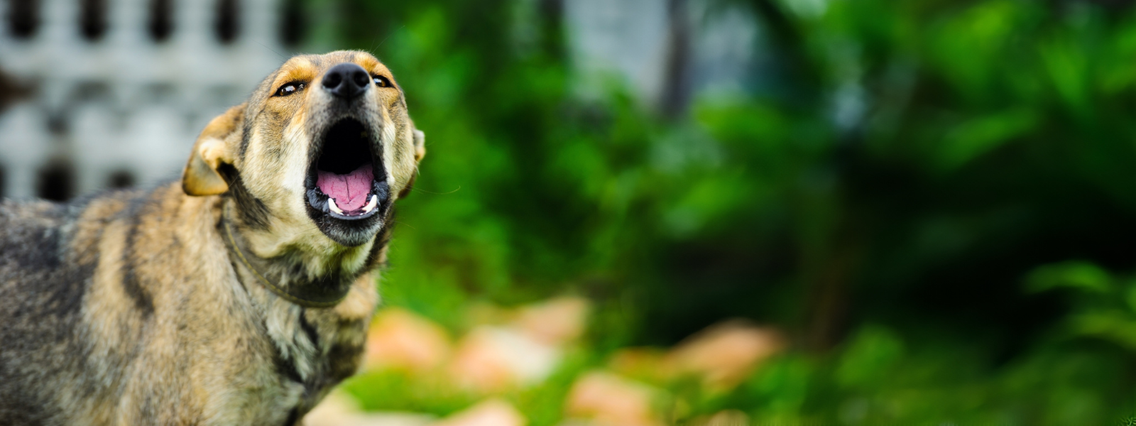 Hund jault in Richtung Kamera