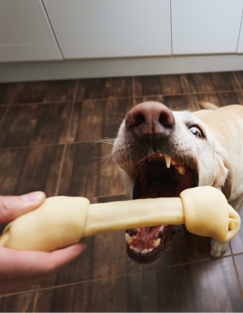 Hund schnappt Richtung Kauknochen