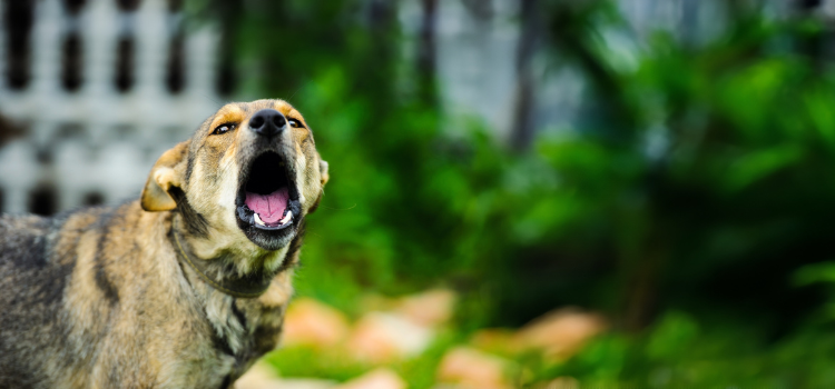 Hund jault in Richtung Kamera