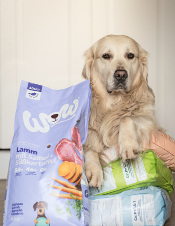 Hund liegt auf mehreren Packungen Trockenfutter