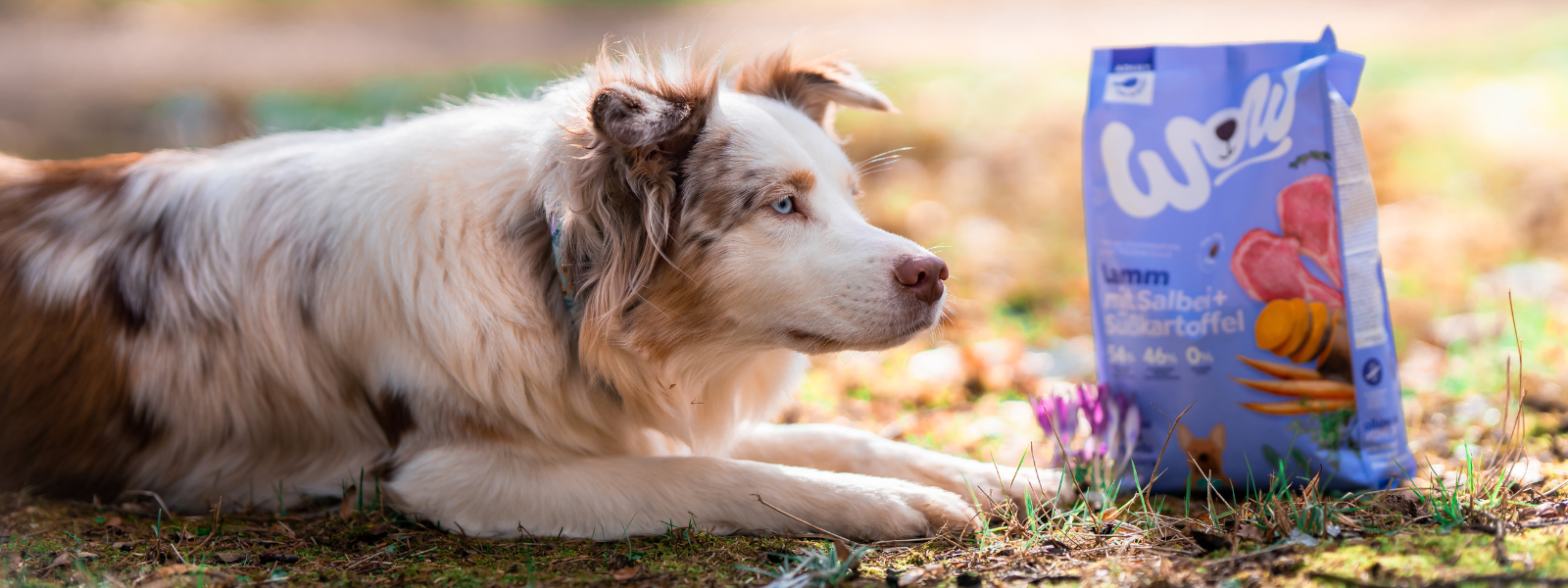 Hund liegt in Wiese neben Trockenfuttersack