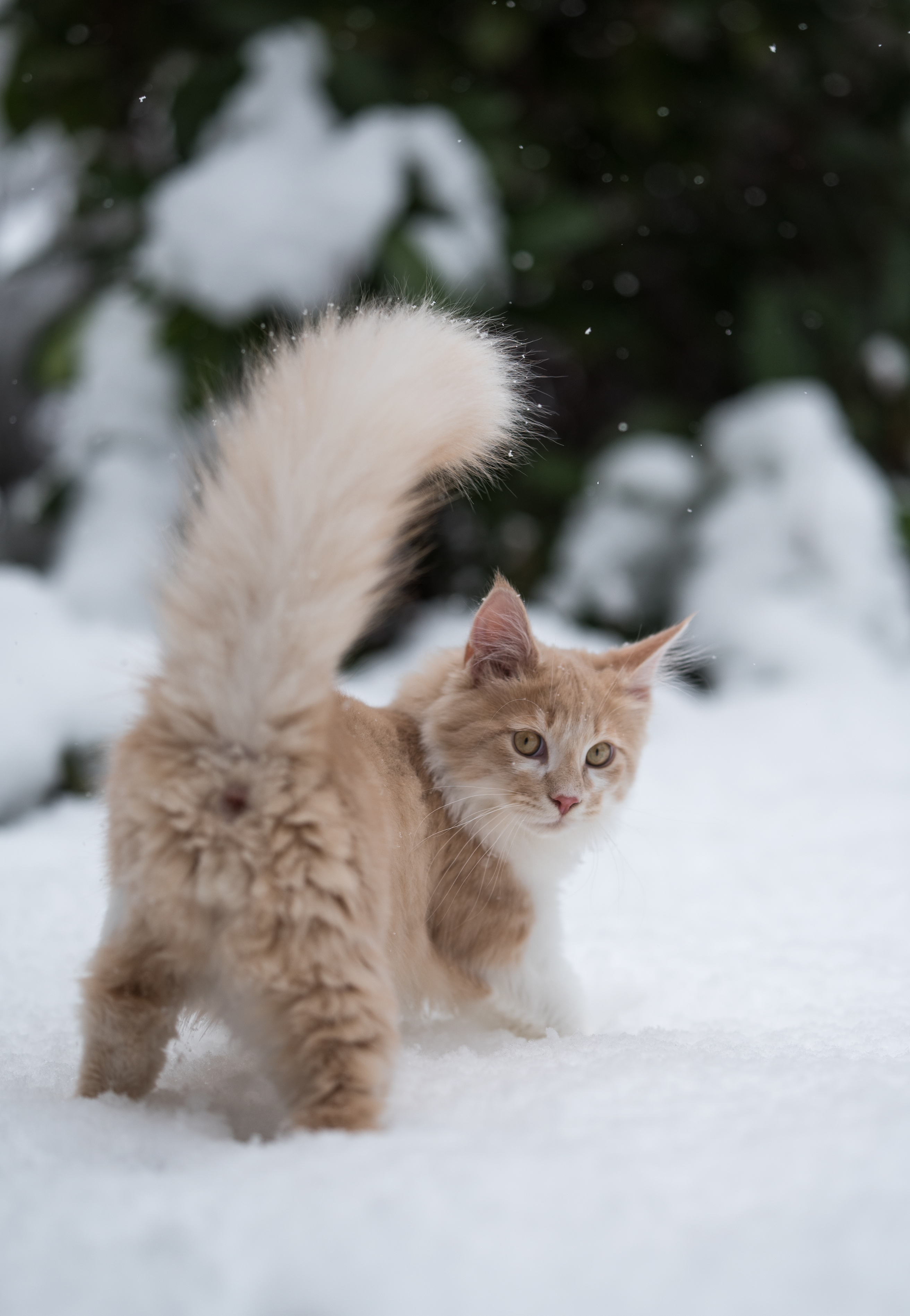 Kitten stapft durch den Schnee