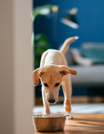 Hund liegt draußen auf dem Boden und hinter ihm lehnt ein Fahrrad an der Wand